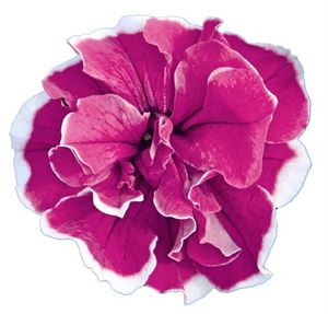 Bild von Petunia double P12 Purple Picotee